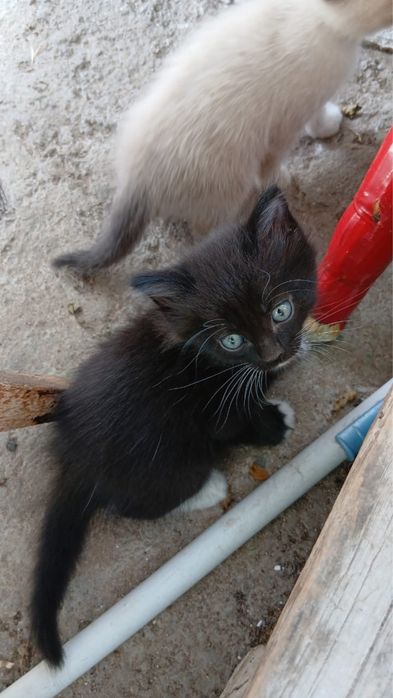 Отдам в хорошие руки котят