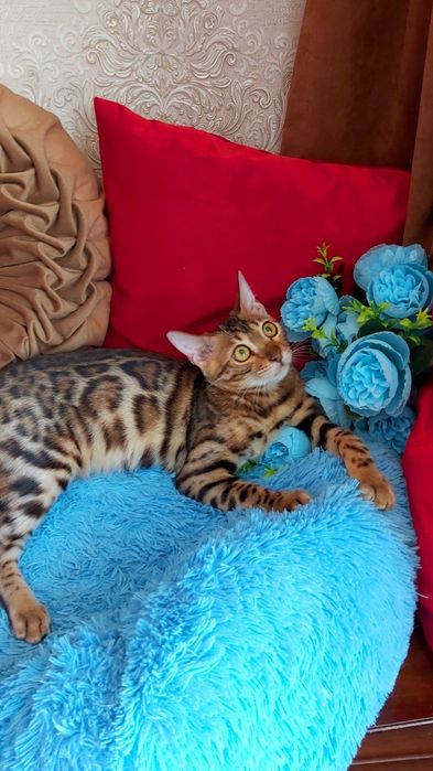 Яркие  БЕНГАЛЬСКИЕ котятки