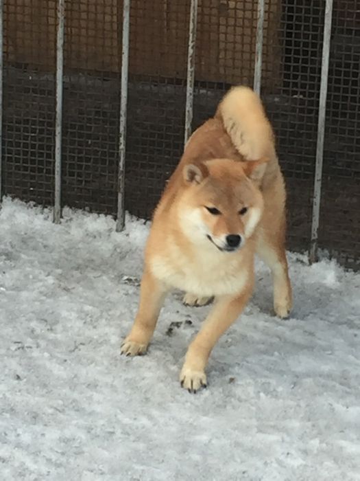 Щенки японской  сибы