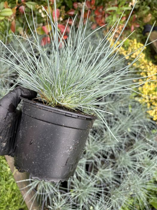 Photinia, Prunus, Iarba albastra, Lonicera