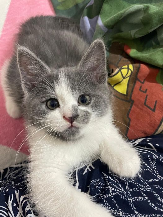 В добрые руки котенок 2 месяца мальчик