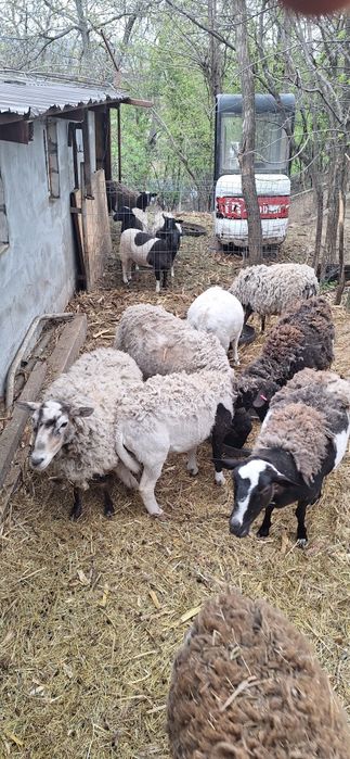 De vanzare oi ROMANOV si METIS DROPER Romanov