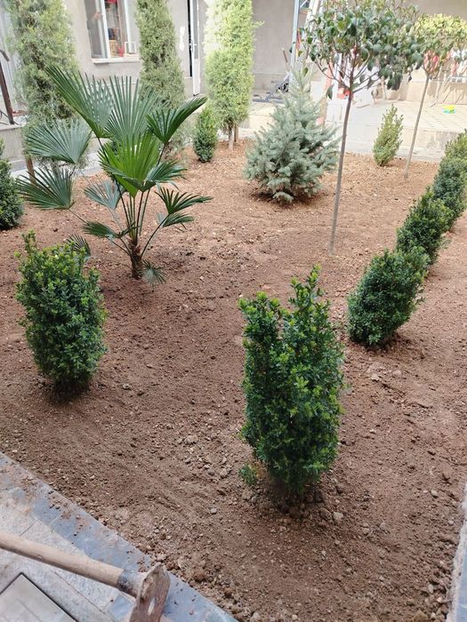 Gazon ruloniy yevro urugʻ