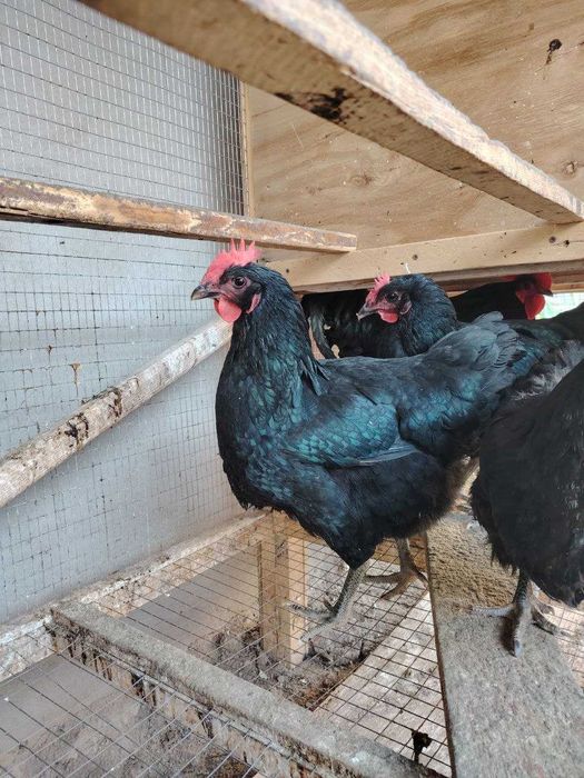 Инкубатор тухум сотилади.