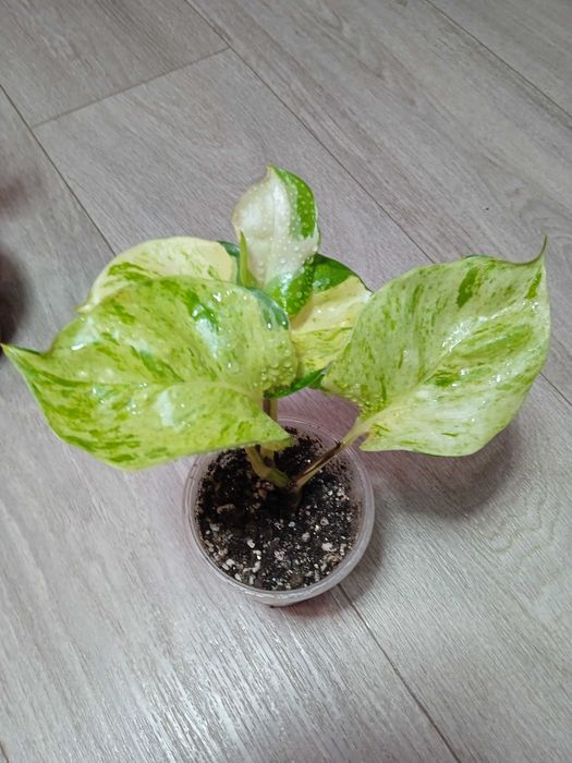 Продам эпипремнумы разногот вида