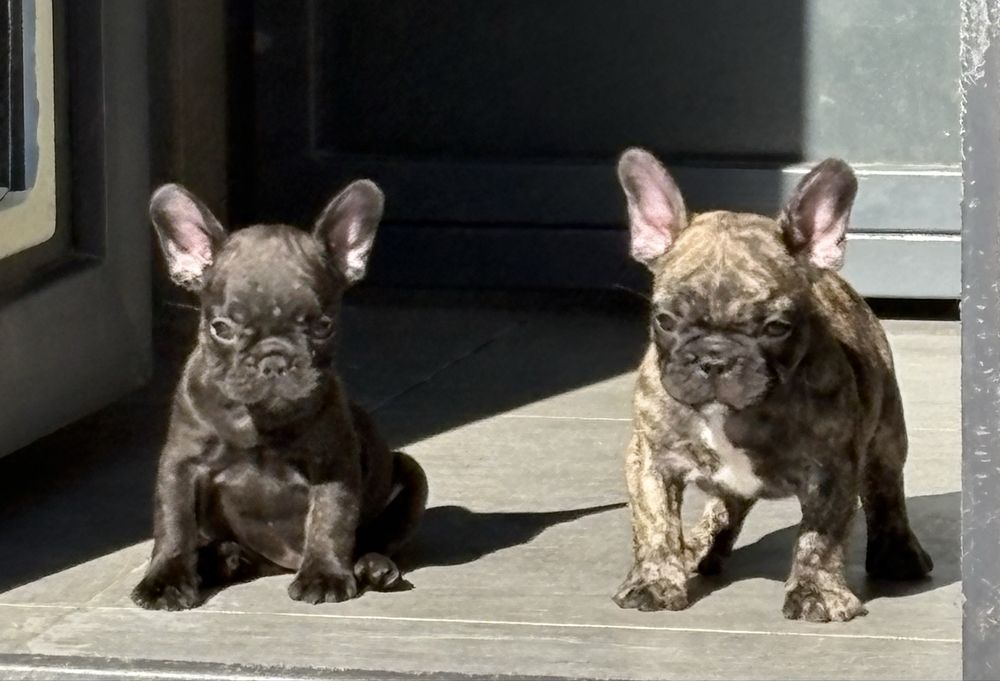 Femela Bulldog francez cu pedigree FCI