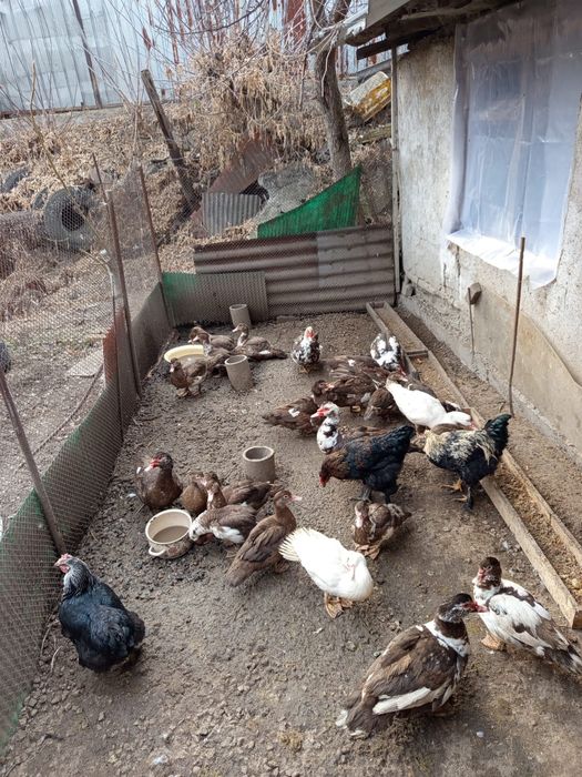 Продам индоуток июньский выводок