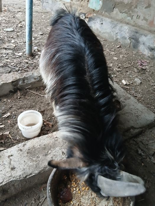 Ешки и Серке сатылады