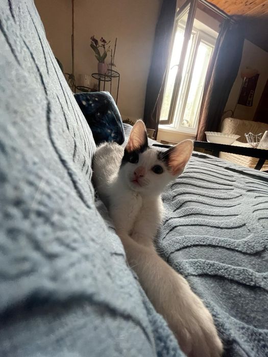 Женско котенце на 2 месеца