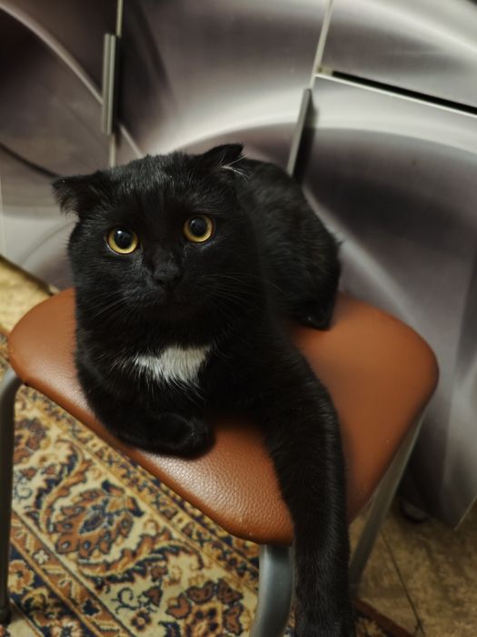 Продам кота шотландский