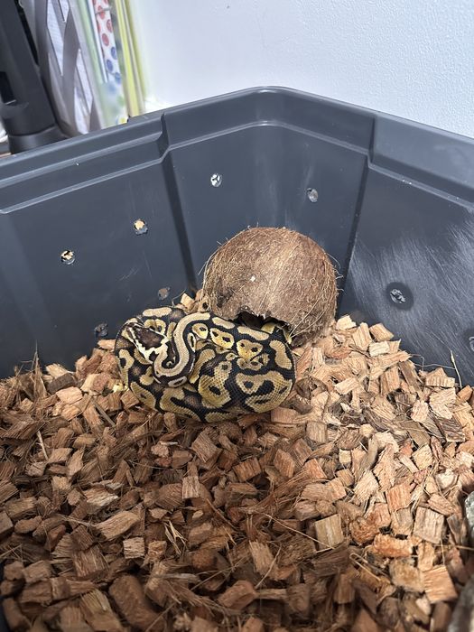 Vand sarpe piton regal