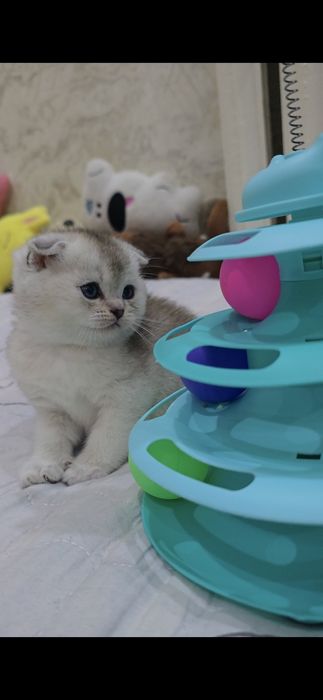 Скоттиш фолд/ страйт