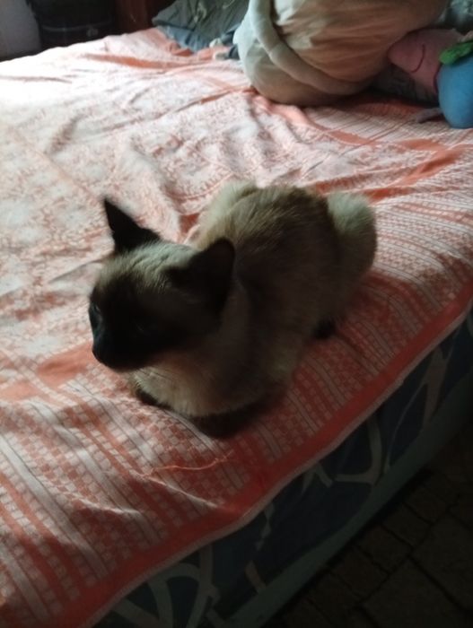 Сиамская кошечка