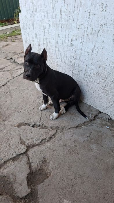 Американский стаффордширский терьер