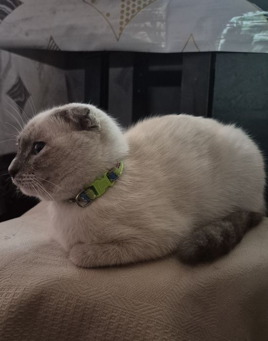 Вязка  скотиш фолд