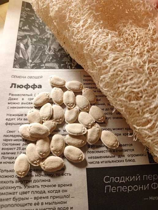 Люффа семена за 5 штук