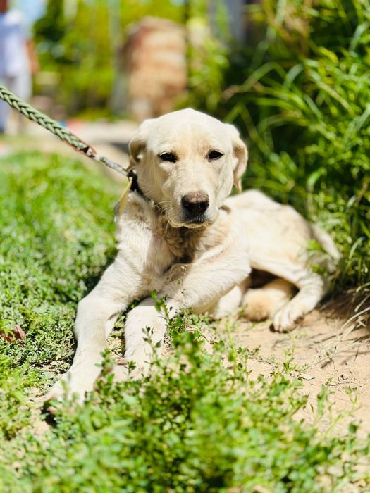 Айрис ищет семью. Очень нежная девочка