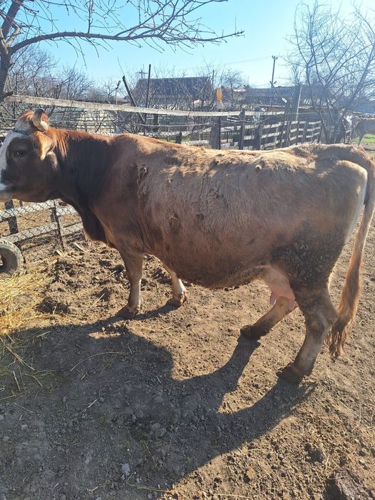 Vaci de lapte de vanzare