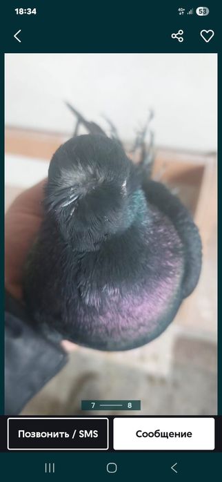 Голуби черный носочубый кептер