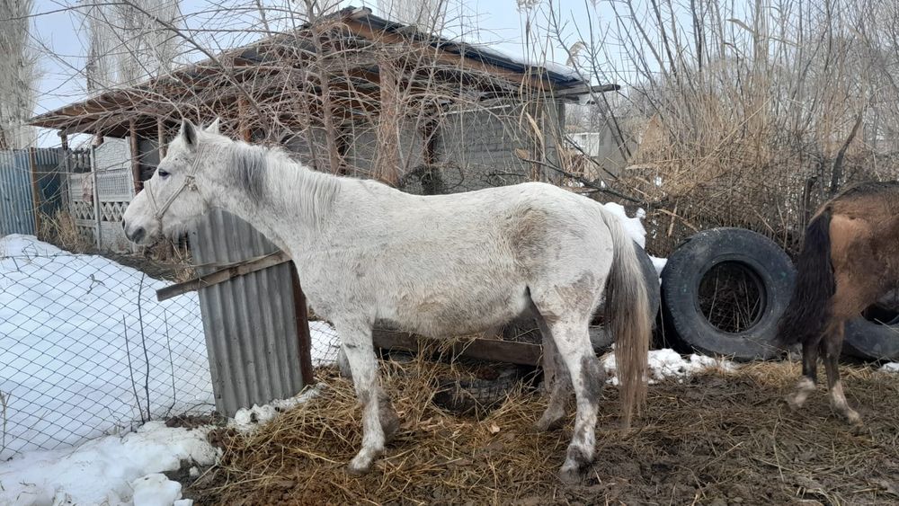 Буаз семіз бие сатылады