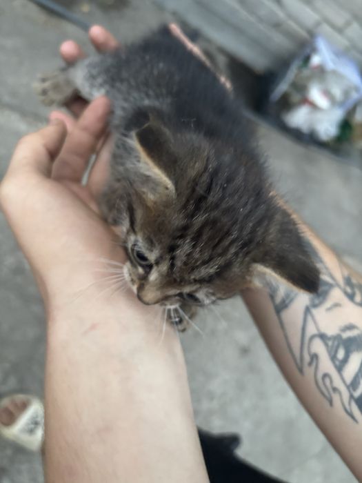Отдам котят в хорошие руки