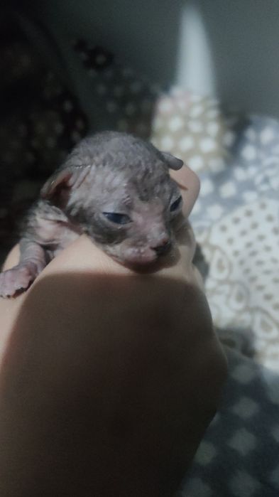 Продам котят породы сфинкс