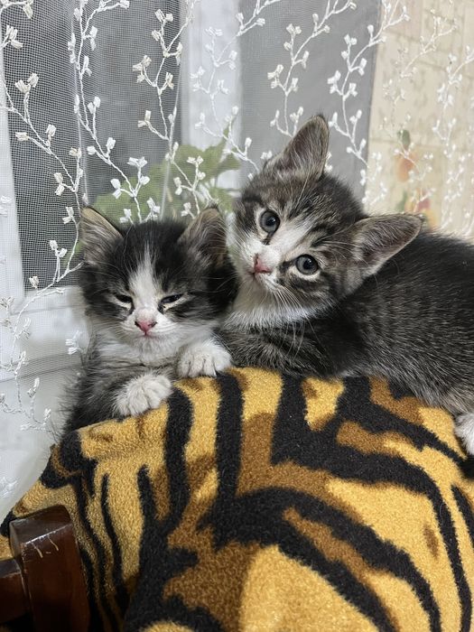 Отдам котят бесплатно