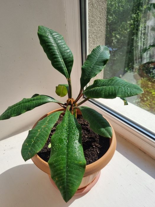 Продаю молочай и дерево любви