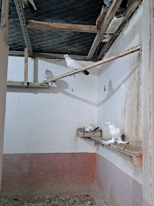 Продаются голуби 200 тыс сум