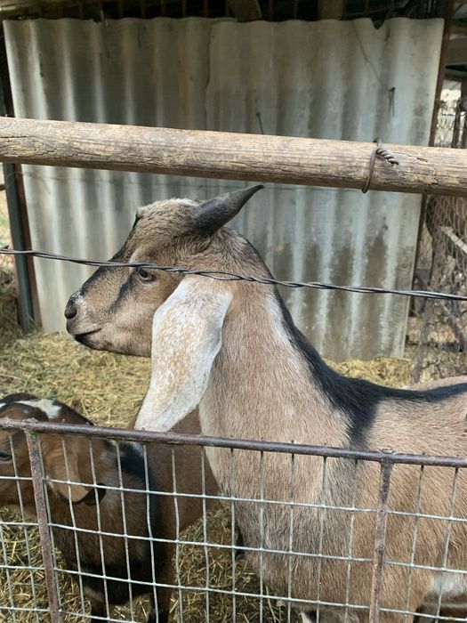Англонубийский козел
