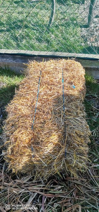 Baloti paie de ovăz