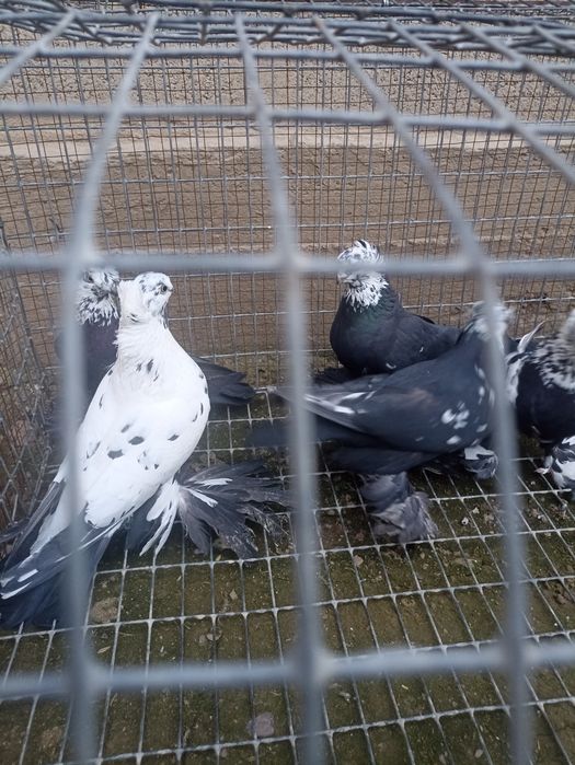 Продаются голубки сочихи