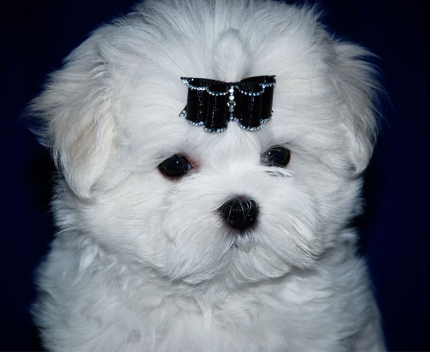 Мальтезе мальтийская болонка