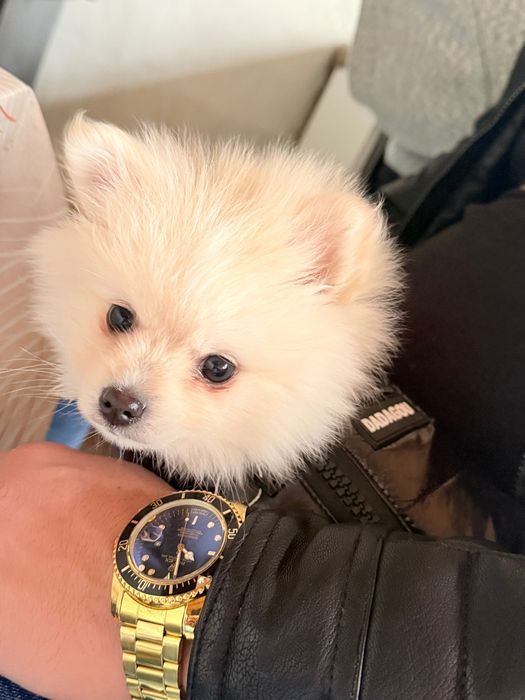 Кученце померан..