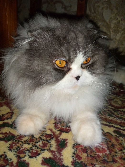 Продам кота породы скоттиш фолд