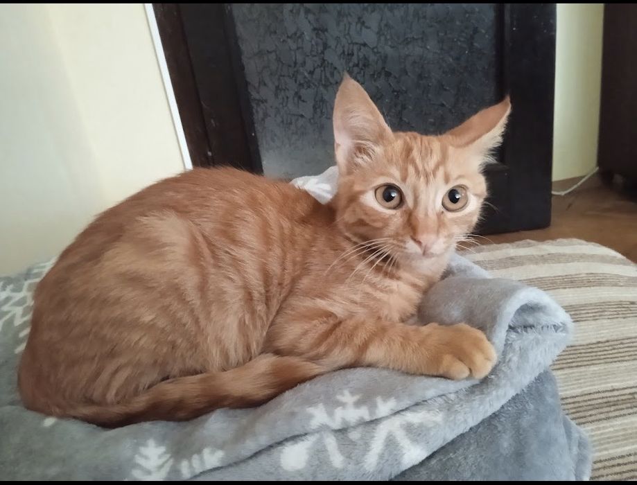 Подарявам женско коте