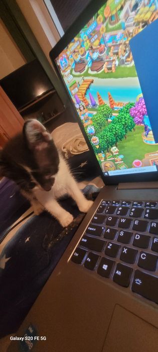 Ofer spre adoptie 4 pui pisica de 8 saptamini!