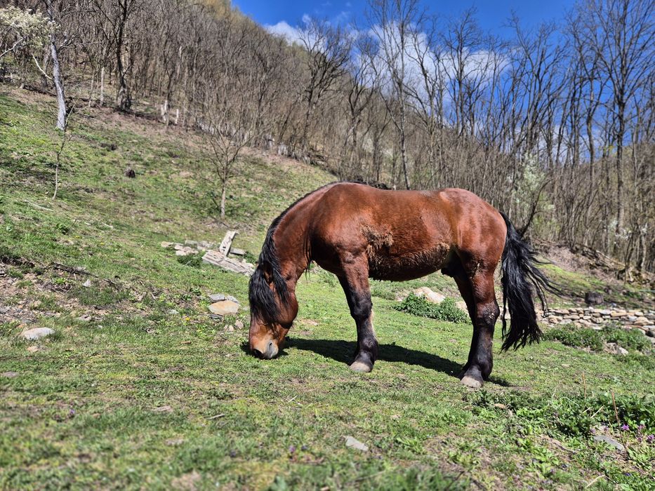 Vând armasar de 4 ani greu