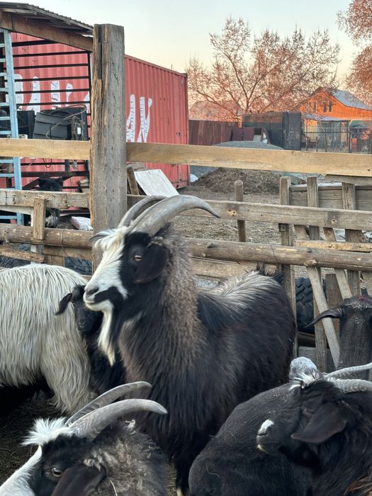 100 бас ешкі сатылады