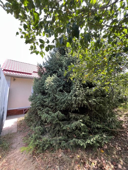 Елки 4 штуки высокие