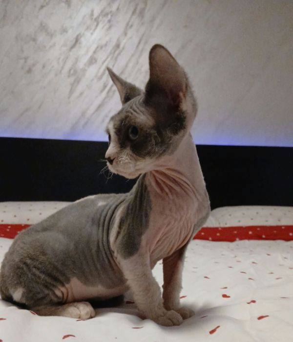 Fetiță sphinx/sfinx deosebita
