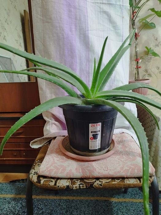 Продам цветы комнатные