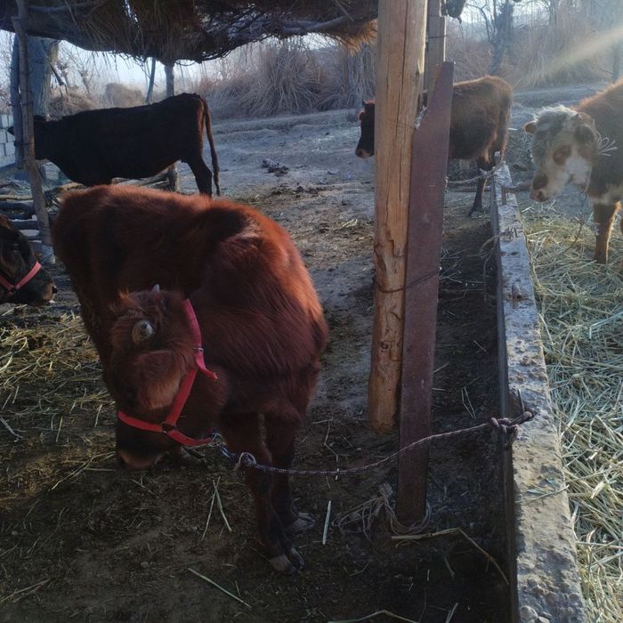 Ona bola sigirlar sotiladi