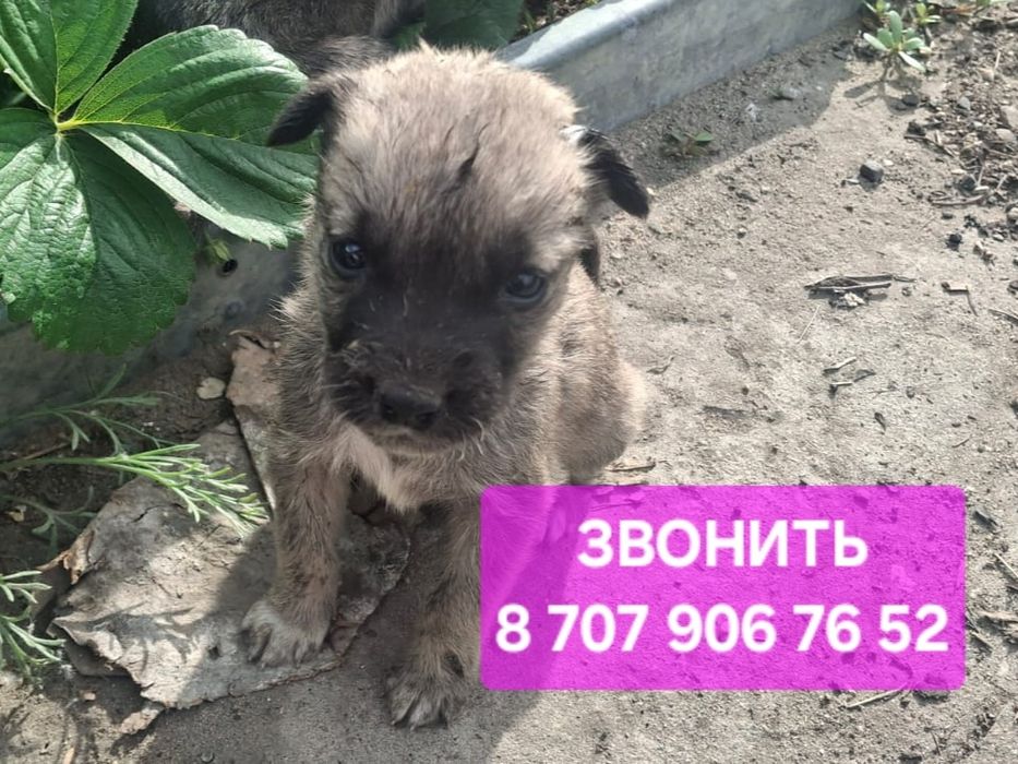 Щенки мальчики в поиске дома