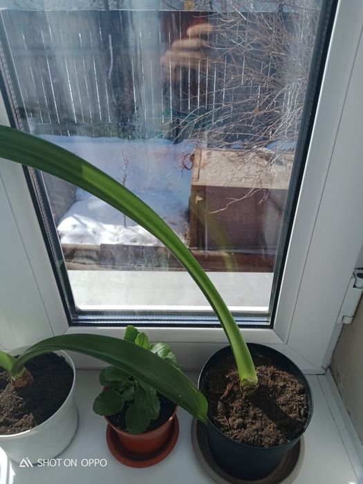 Гиппеаструм деткий