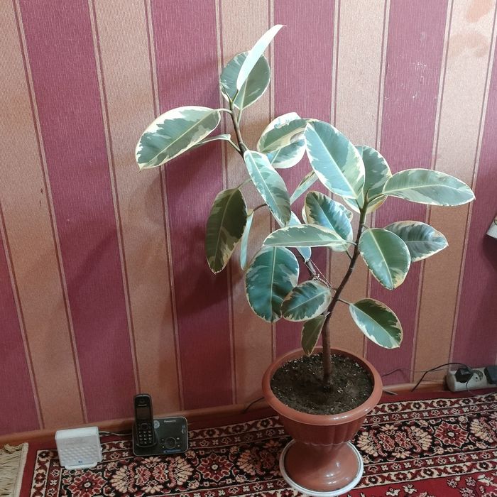 Комнатные растения цветы