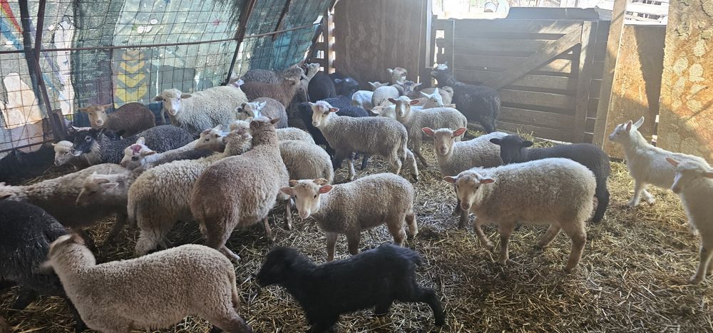 Vand miei pentru paste