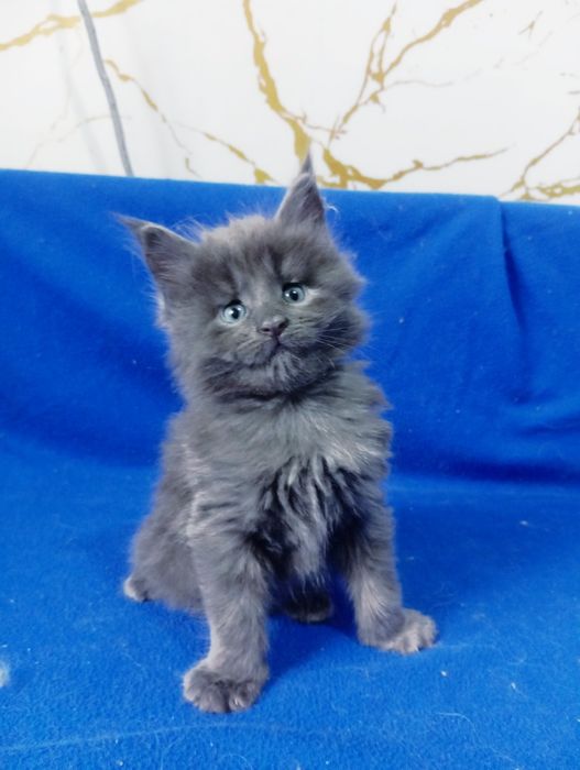 Котята породы Мейн Кун
