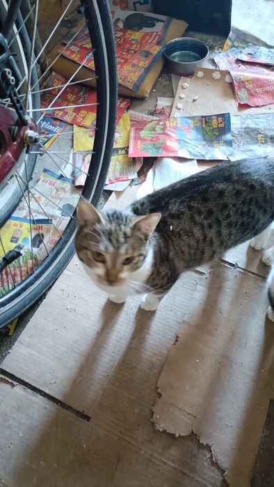 Dau in adopție pui de pisică