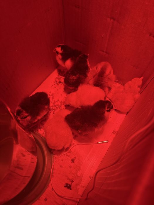 Цыплята куриц недельные